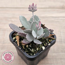 Load image into Gallery viewer, Kalanchoe Pumila
