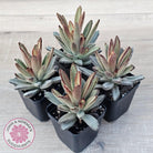Kalanchoe Tomentosa 'Chocolate Soldier'