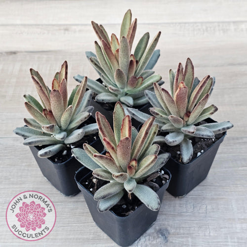 Kalanchoe Tomentosa 'Chocolate Soldier' - John & Norma's Succulents Australia