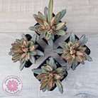 Kalanchoe Tomentosa 'Chocolate Soldier'