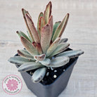 Kalanchoe Tomentosa 'Chocolate Soldier'