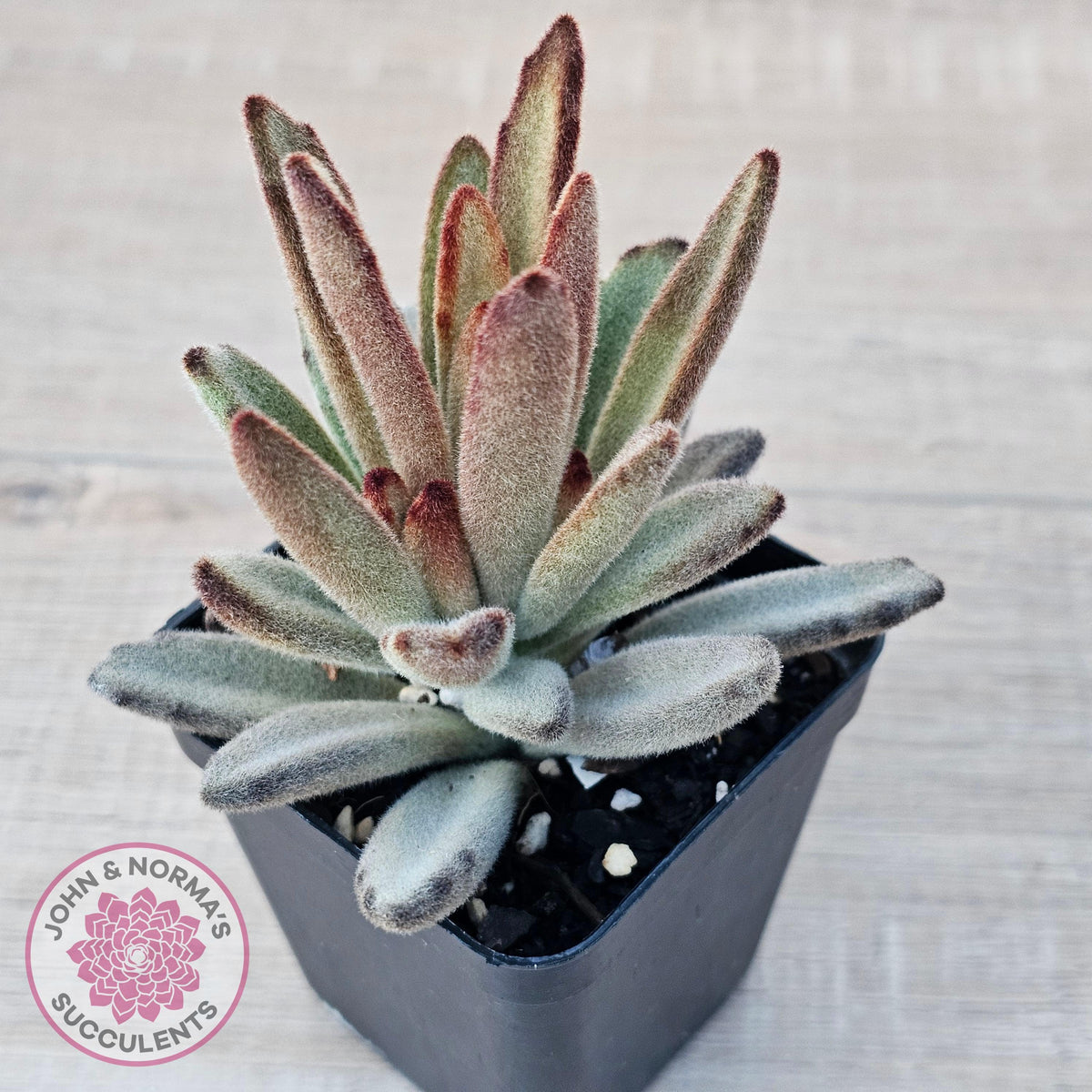 Kalanchoe Tomentosa 'Chocolate Soldier'