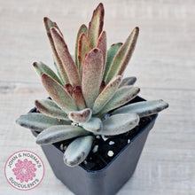 Load image into Gallery viewer, Kalanchoe Tomentosa &#39;Chocolate Soldier&#39; - John &amp; Norma&#39;s Succulents Australia
