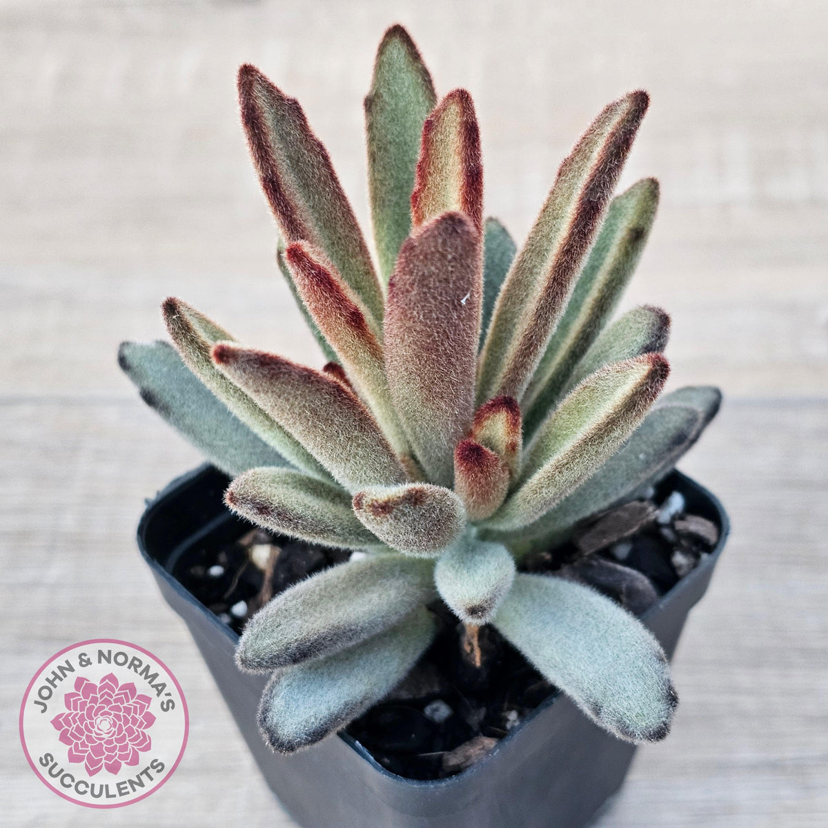 Kalanchoe Tomentosa 'Chocolate Soldier'