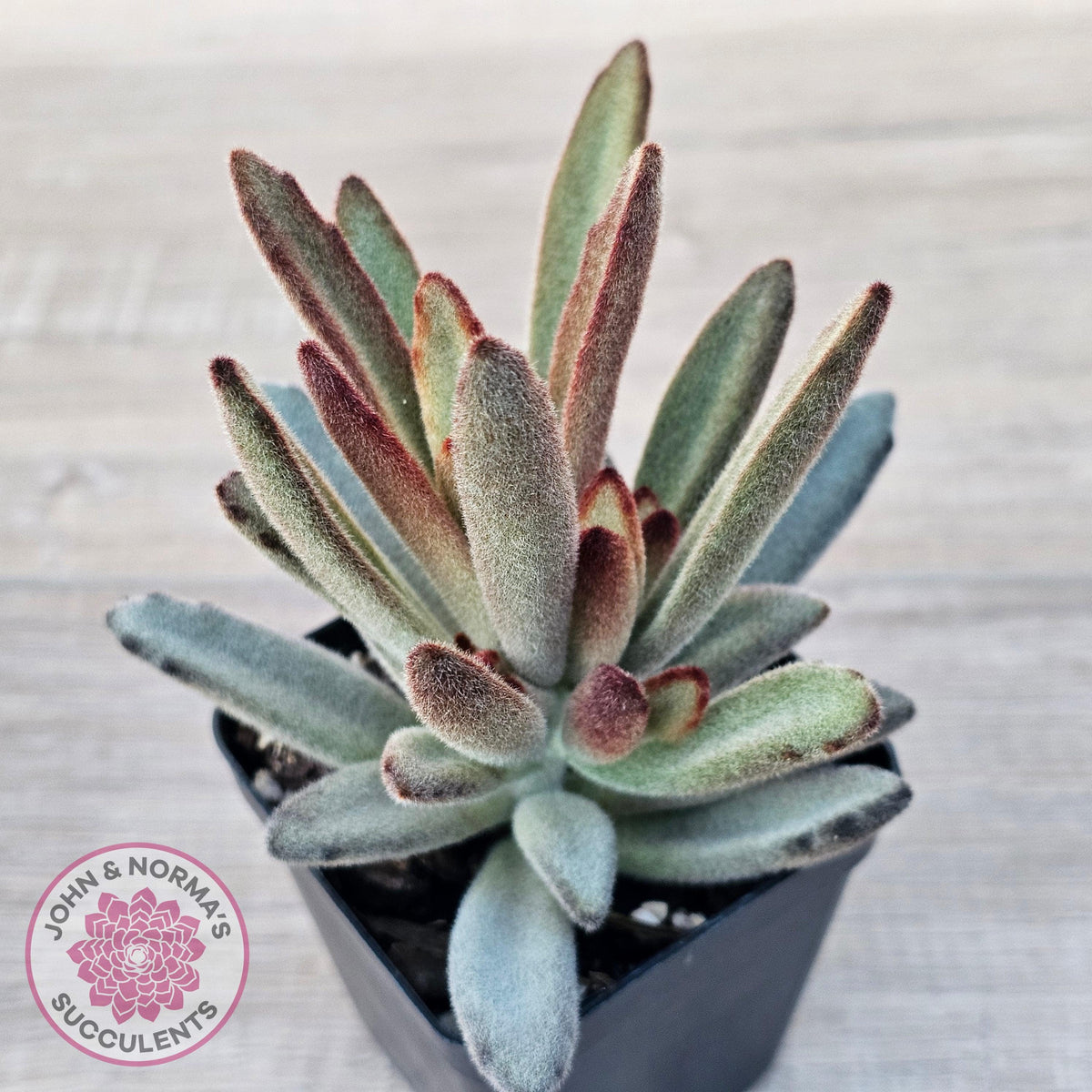 Kalanchoe Tomentosa 'Chocolate Soldier'