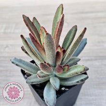 Load image into Gallery viewer, Kalanchoe Tomentosa &#39;Chocolate Soldier&#39; - John &amp; Norma&#39;s Succulents Australia
