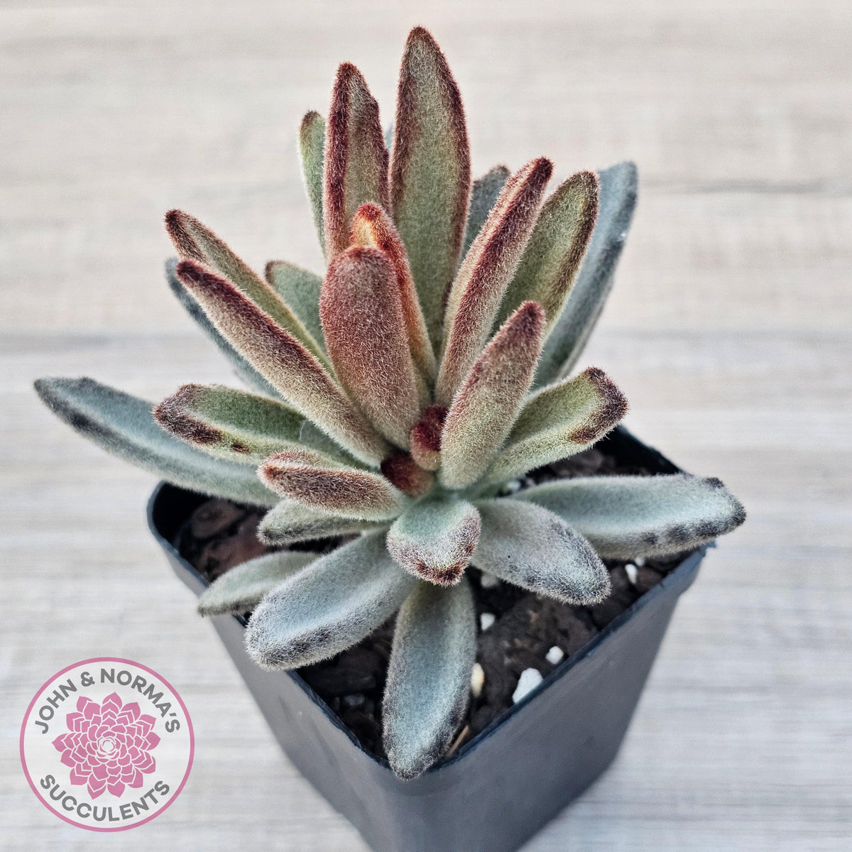 Kalanchoe Tomentosa 'Chocolate Soldier'