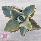 Kalanchoe beharensis ‘Fang’