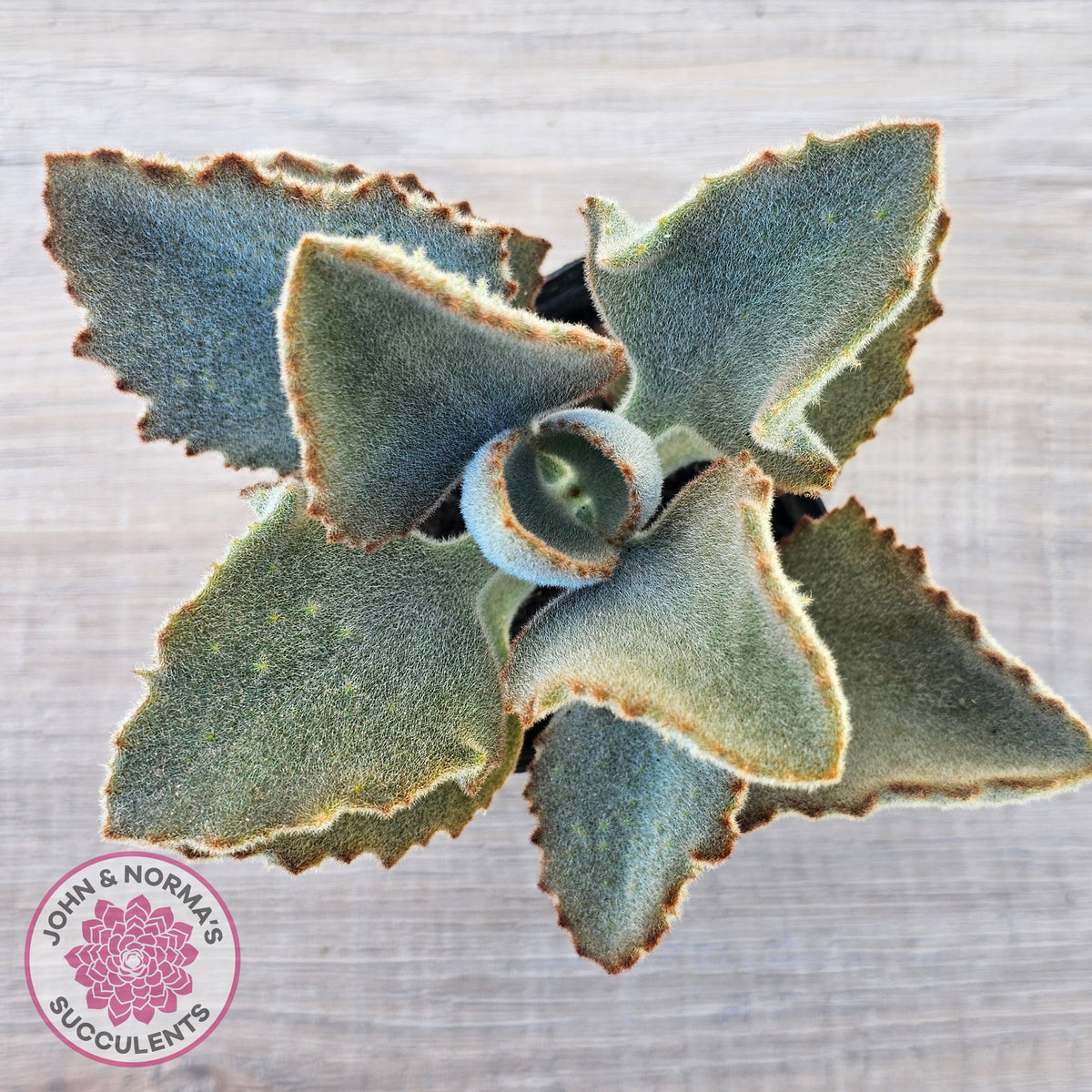 Kalanchoe beharensis ‘Fang’