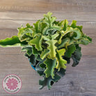 Kalanchoe beharensis 'Maltese Cross'