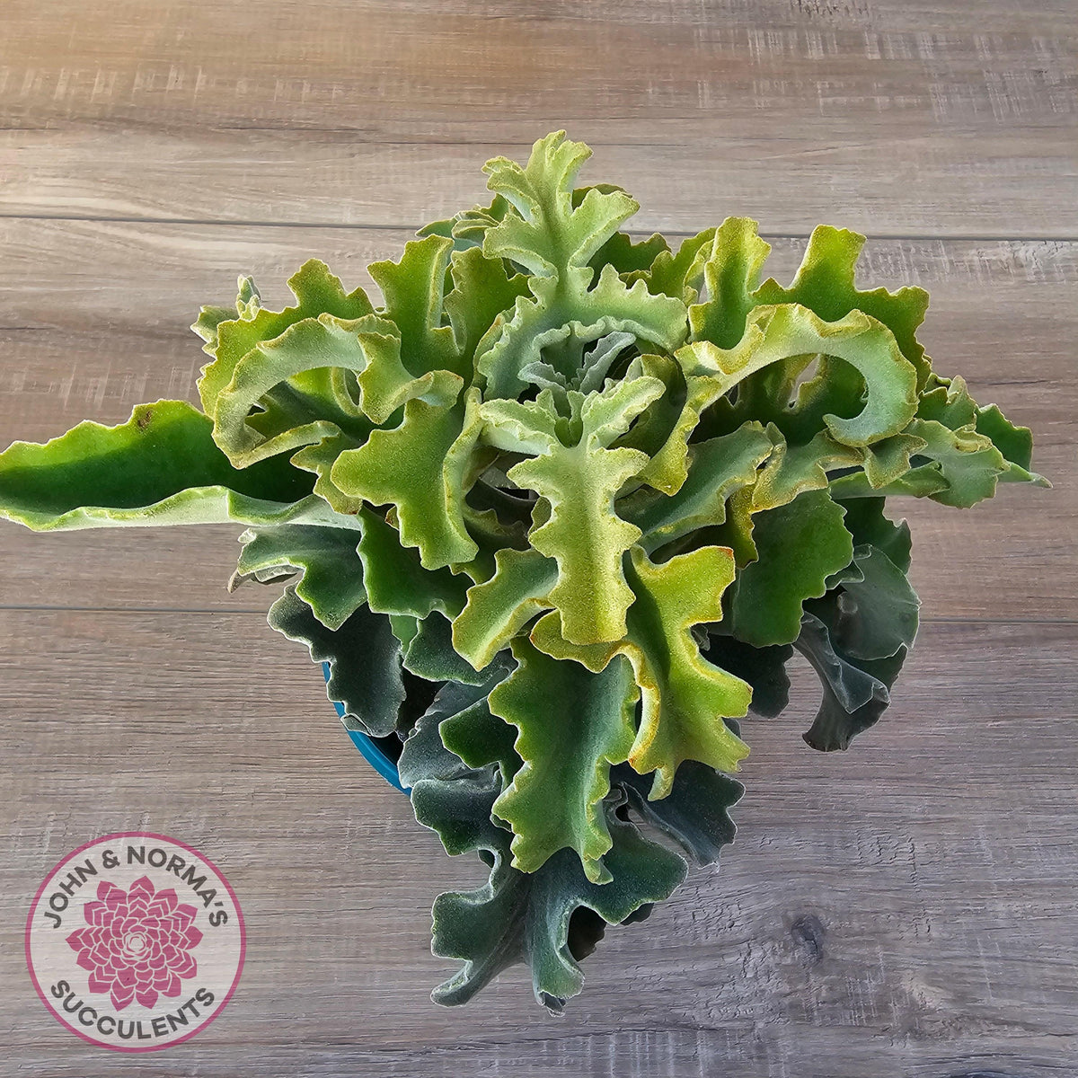 Kalanchoe beharensis 'Maltese Cross'