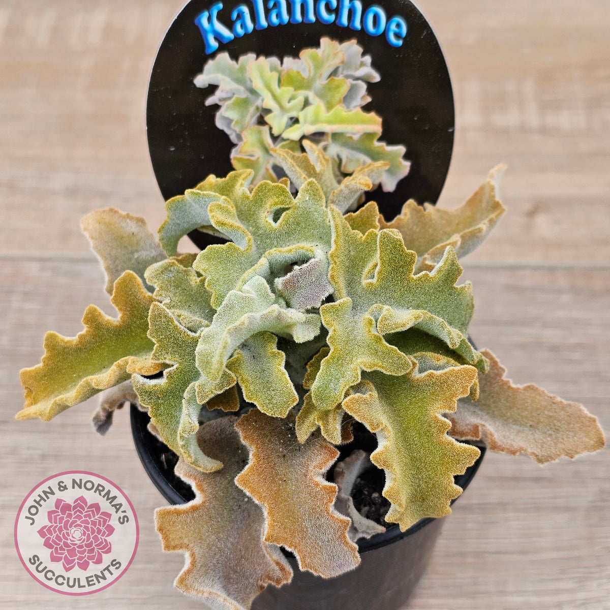 Kalanchoe beharensis 'Maltese Cross'
