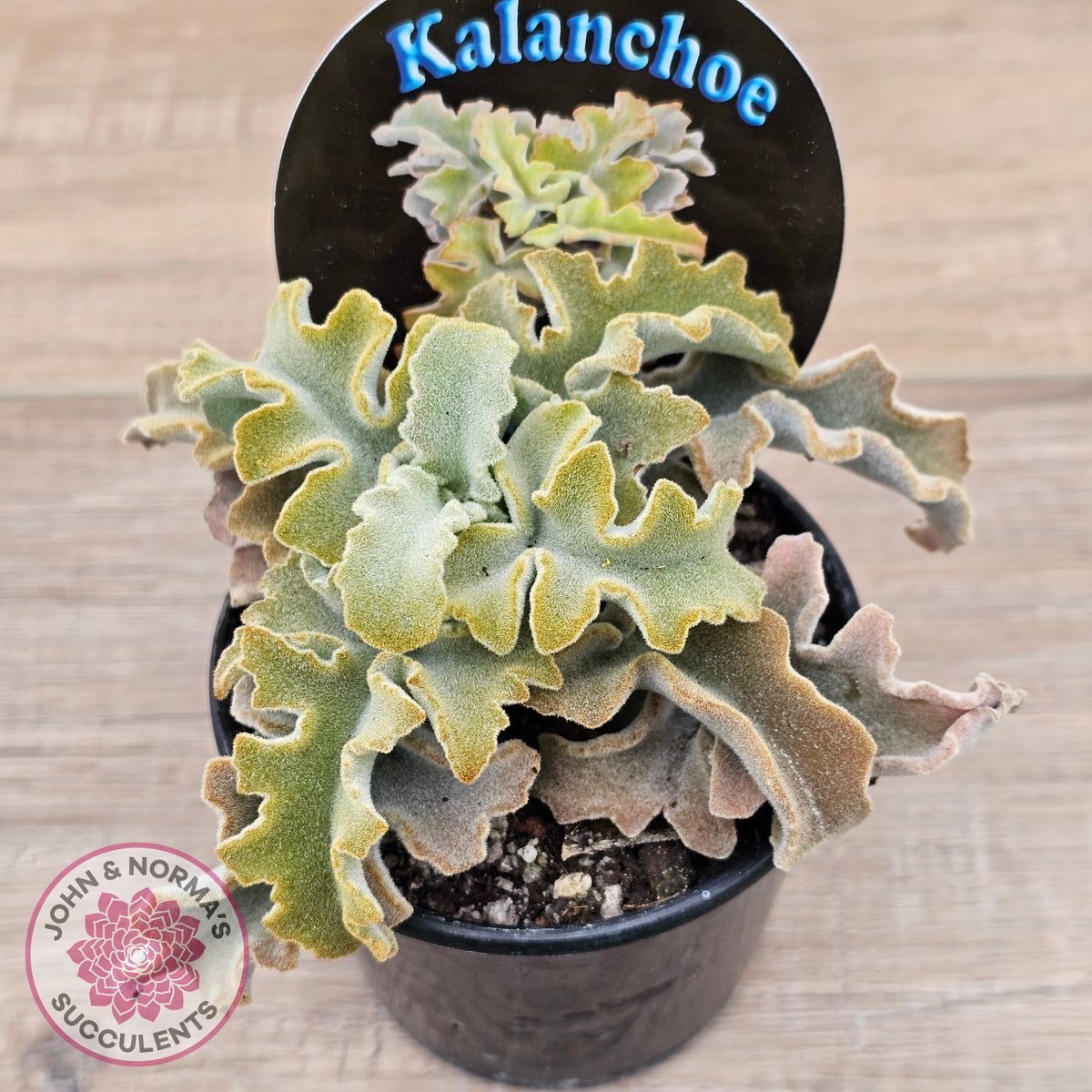 Kalanchoe beharensis 'Maltese Cross'