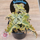 Kalanchoe beharensis 'Maltese Cross'