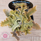Kalanchoe beharensis 'Maltese Cross'