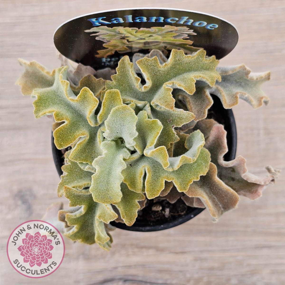 Kalanchoe beharensis 'Maltese Cross'