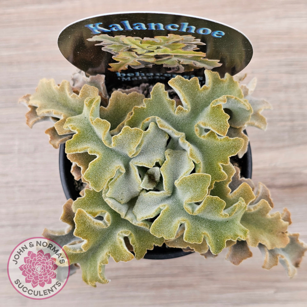 Kalanchoe beharensis 'Maltese Cross'