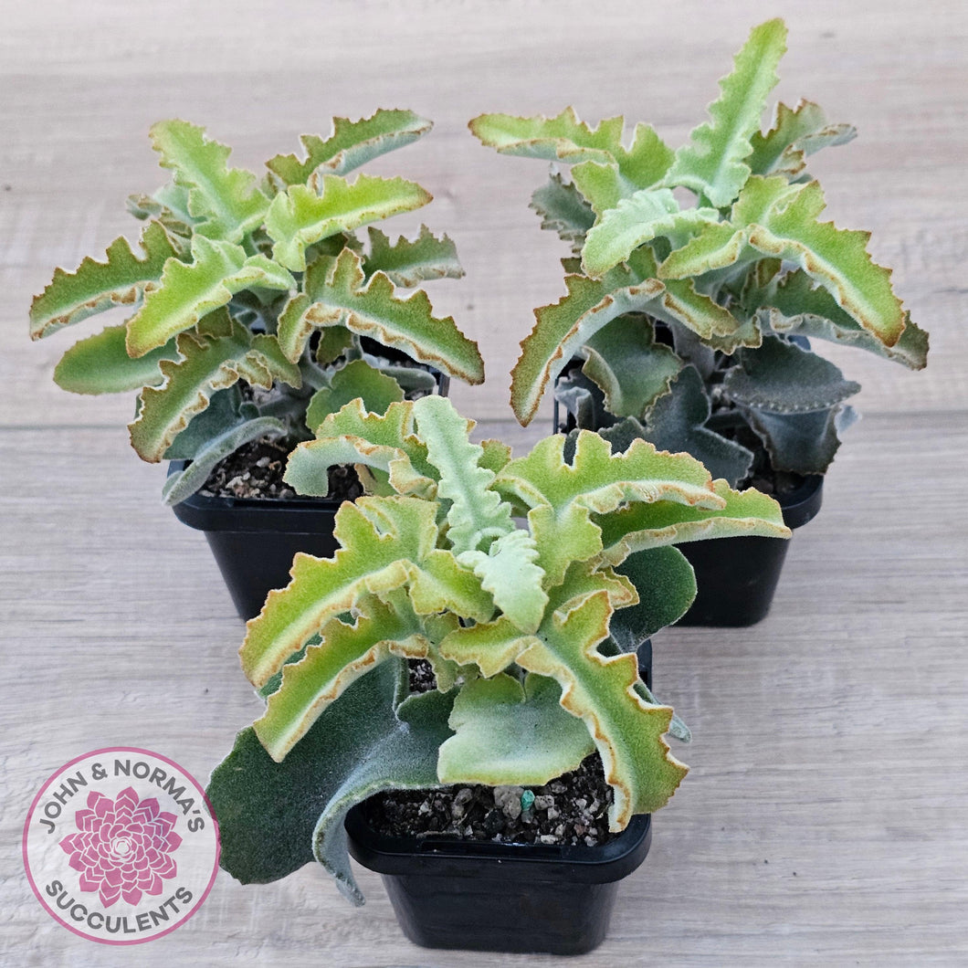 Kalanchoe beharensis 'Maltese Cross' - John & Norma's Succulents Australia