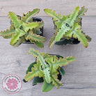 Kalanchoe beharensis 'Maltese Cross'
