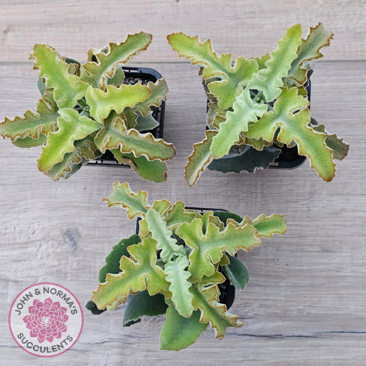 Kalanchoe beharensis 'Maltese Cross'