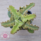 Kalanchoe beharensis 'Maltese Cross'