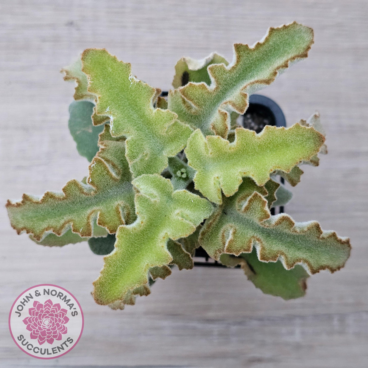 Kalanchoe beharensis 'Maltese Cross'
