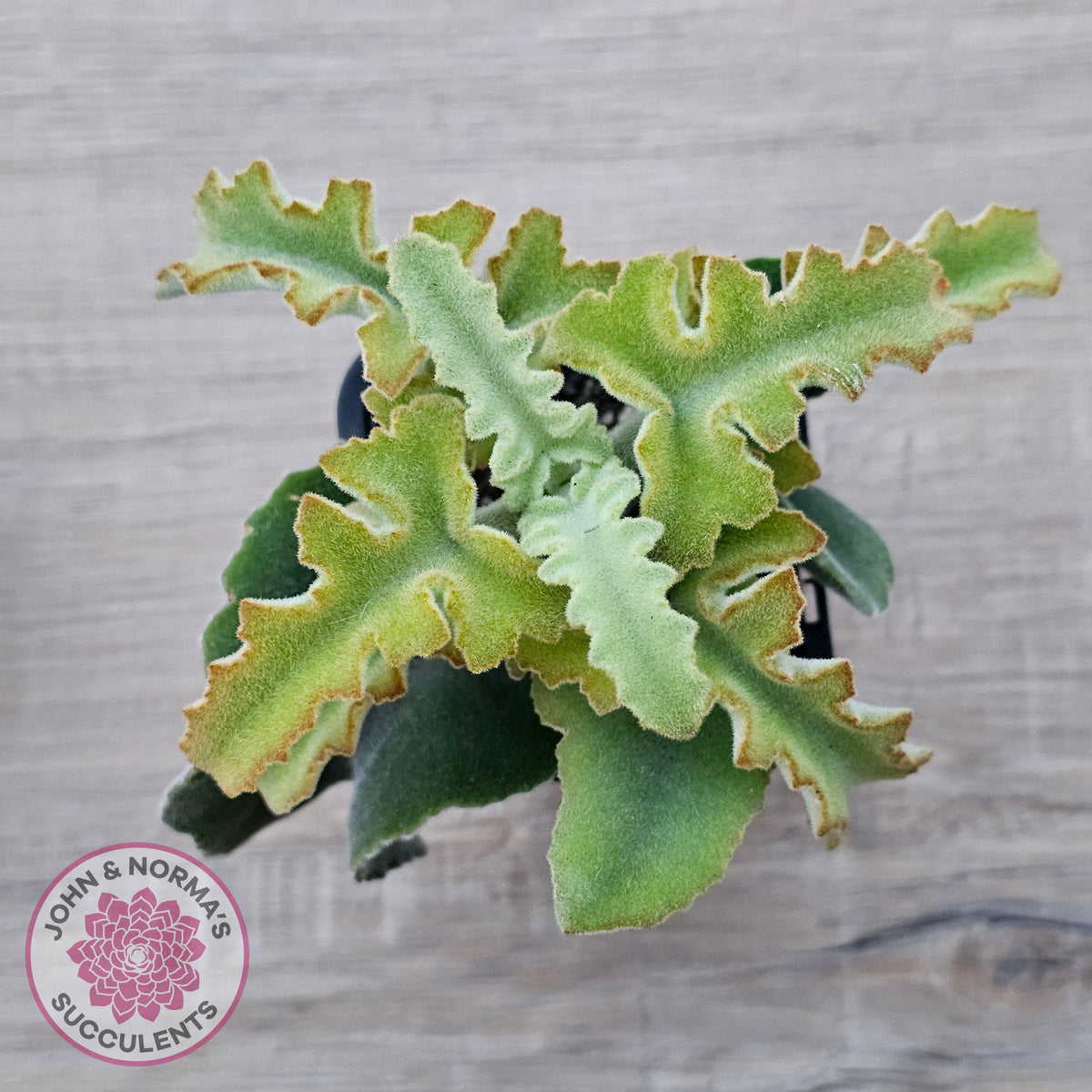 Kalanchoe beharensis 'Maltese Cross'