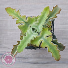 Kalanchoe beharensis 'Maltese Cross'