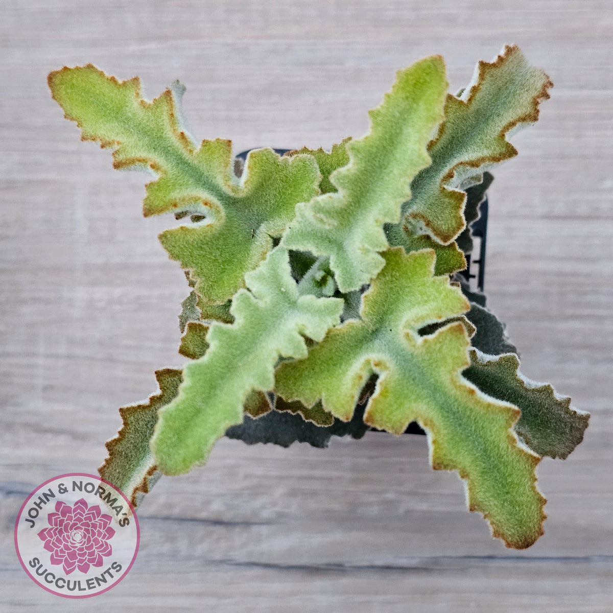 Kalanchoe beharensis 'Maltese Cross'