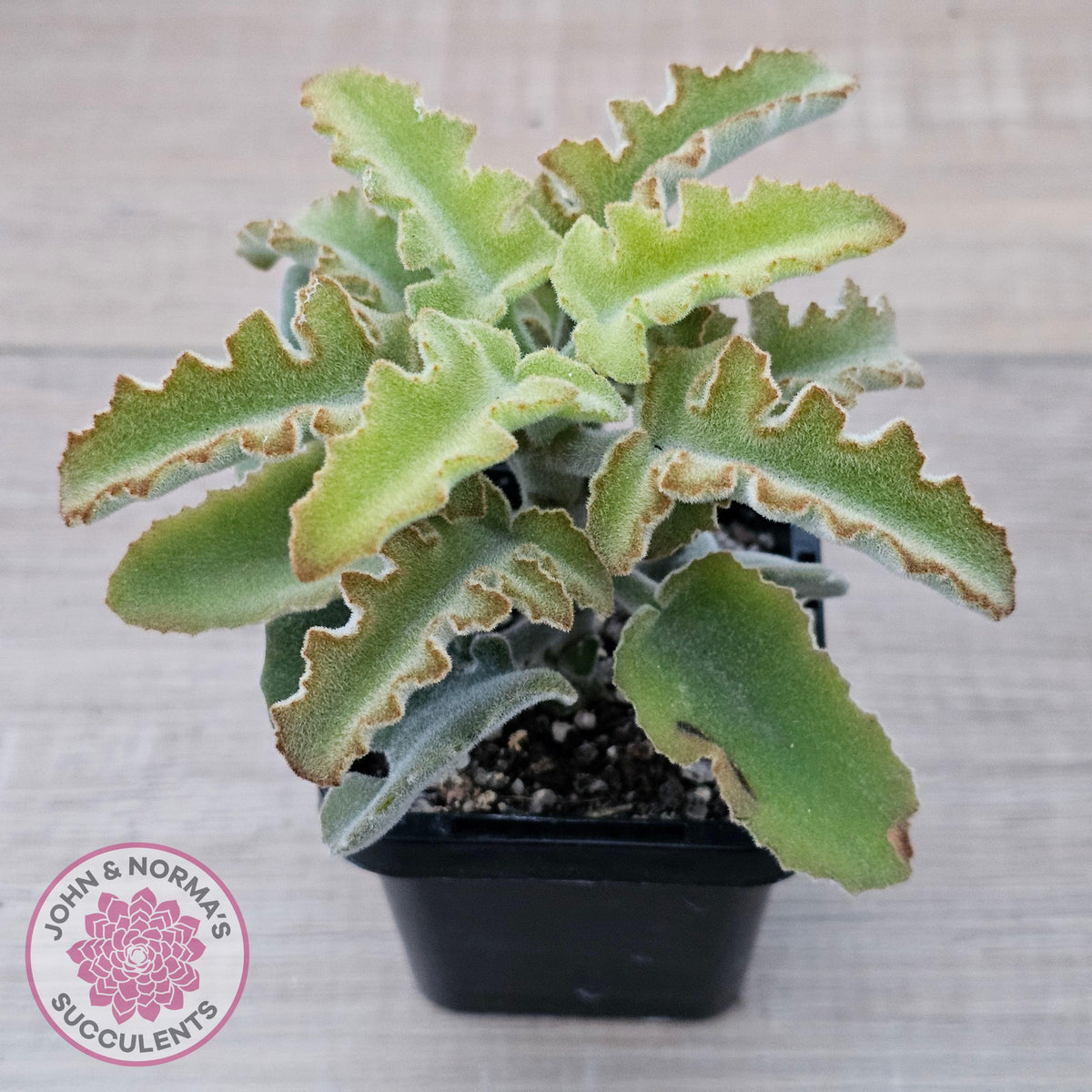Kalanchoe beharensis 'Maltese Cross'