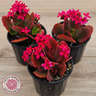 Kalanchoe blossfeldiana