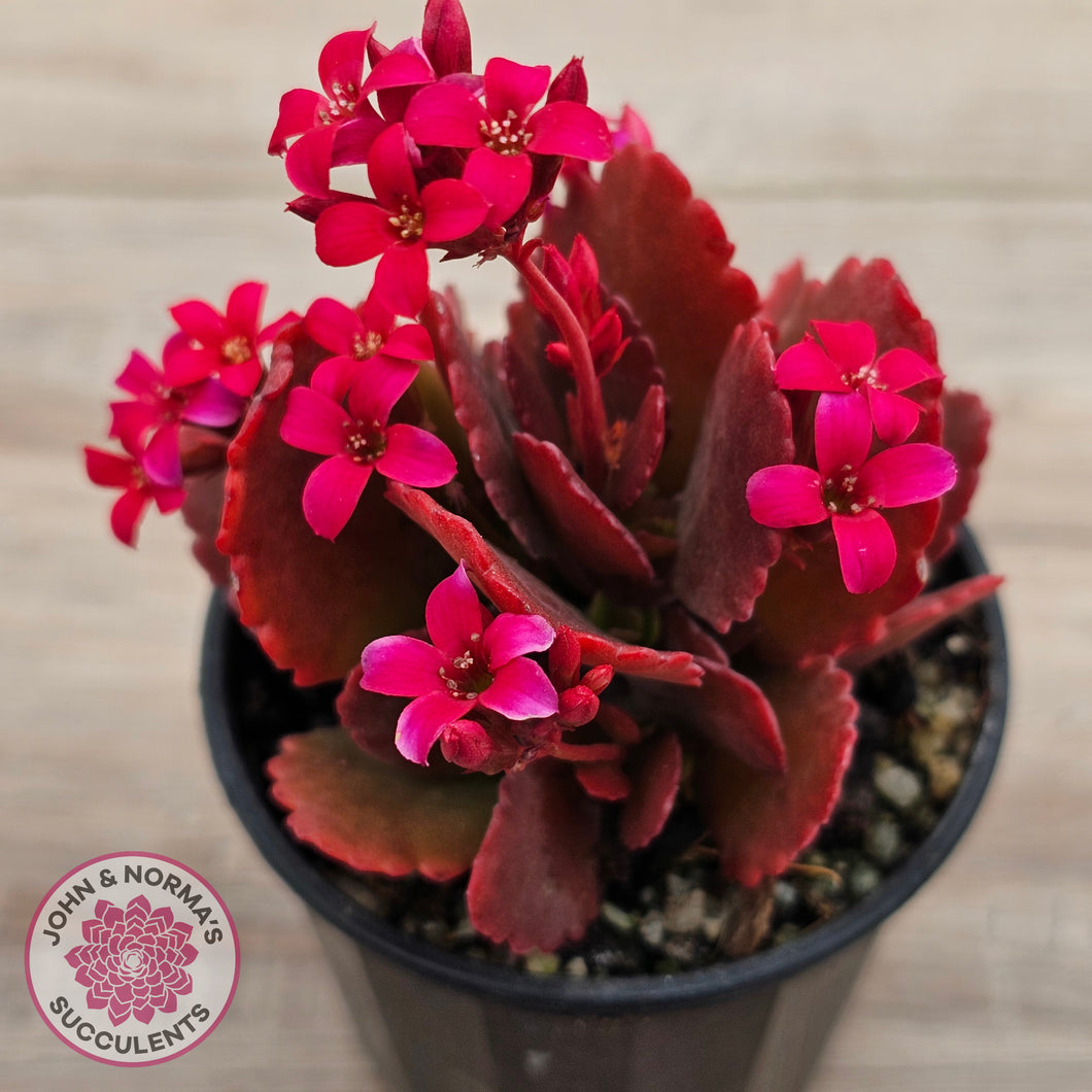 Kalanchoe blossfeldiana