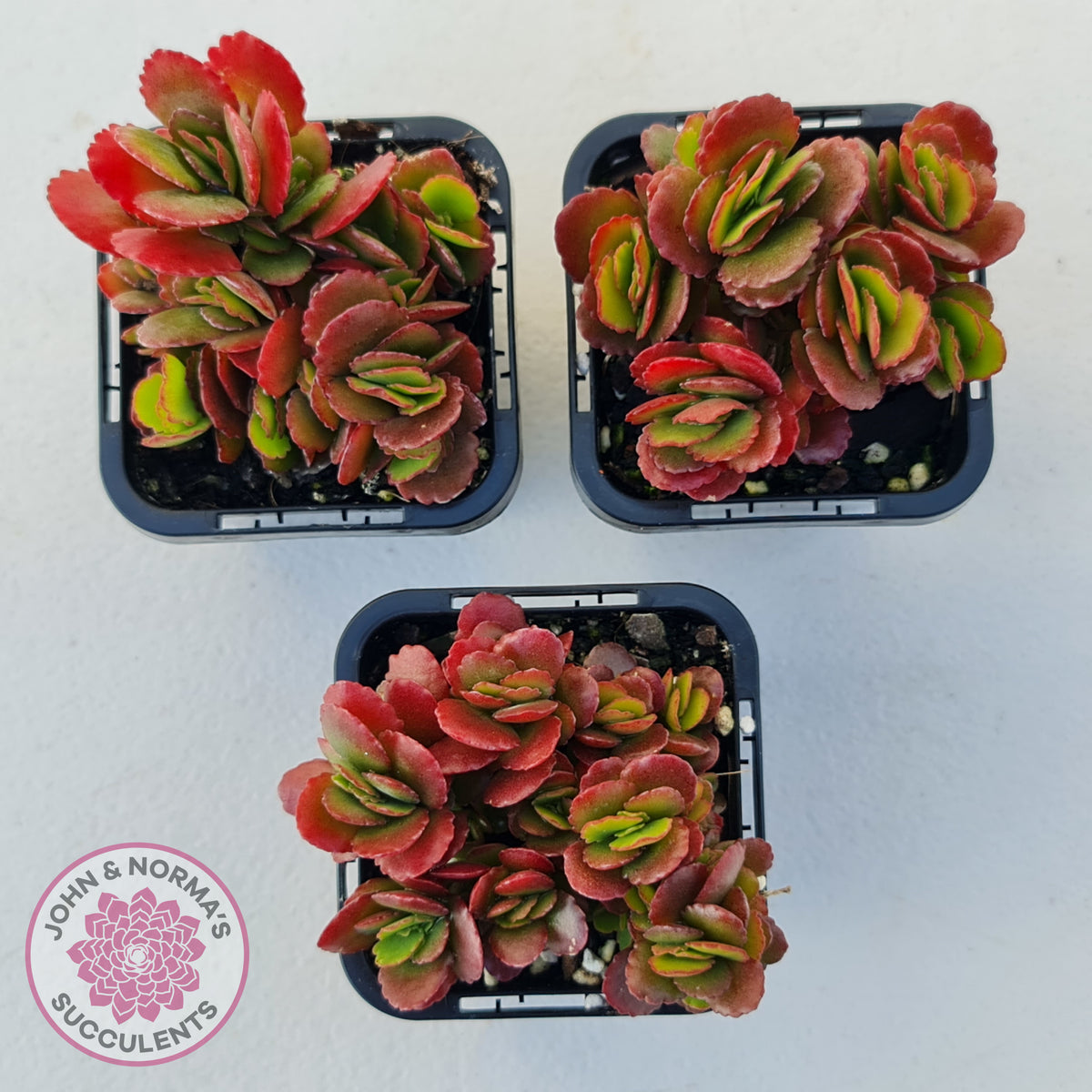 Kalanchoe Dwarf Hybrid - Hot Pink Flowers