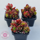 Kalanchoe Dwarf Hybrid - Hot Pink Flowers