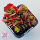 Kalanchoe Dwarf Hybrid - Hot Pink Flowers