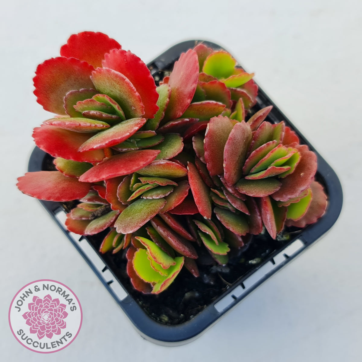 Kalanchoe Dwarf Hybrid - Hot Pink Flowers