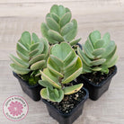 Kalanchoe farinacea