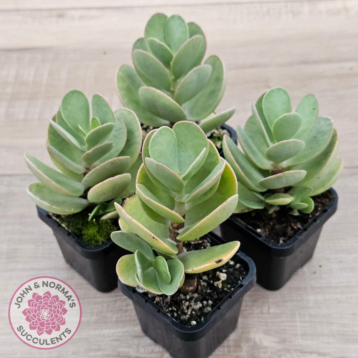 Kalanchoe farinacea