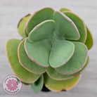 Kalanchoe farinacea