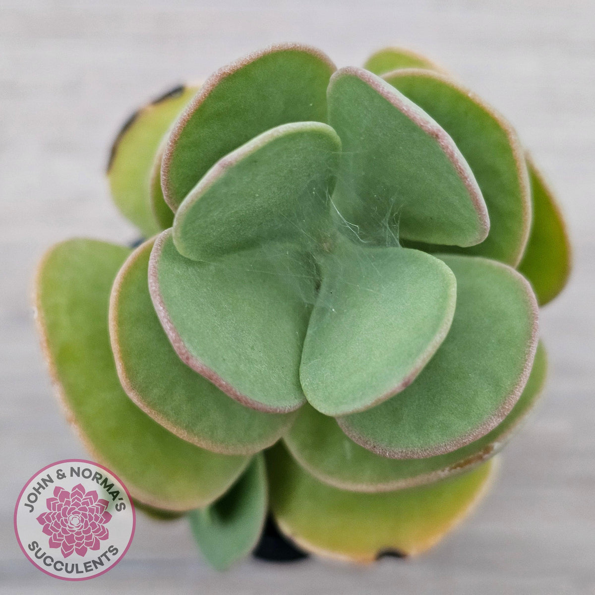 Kalanchoe farinacea