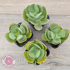 Kalanchoe farinacea