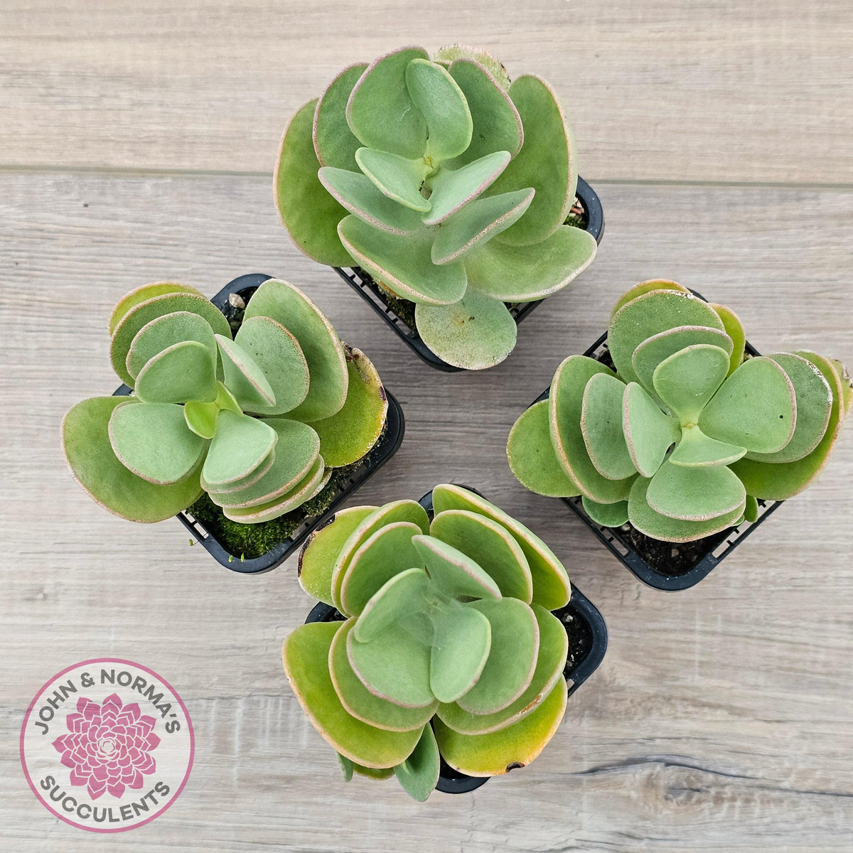 Kalanchoe farinacea