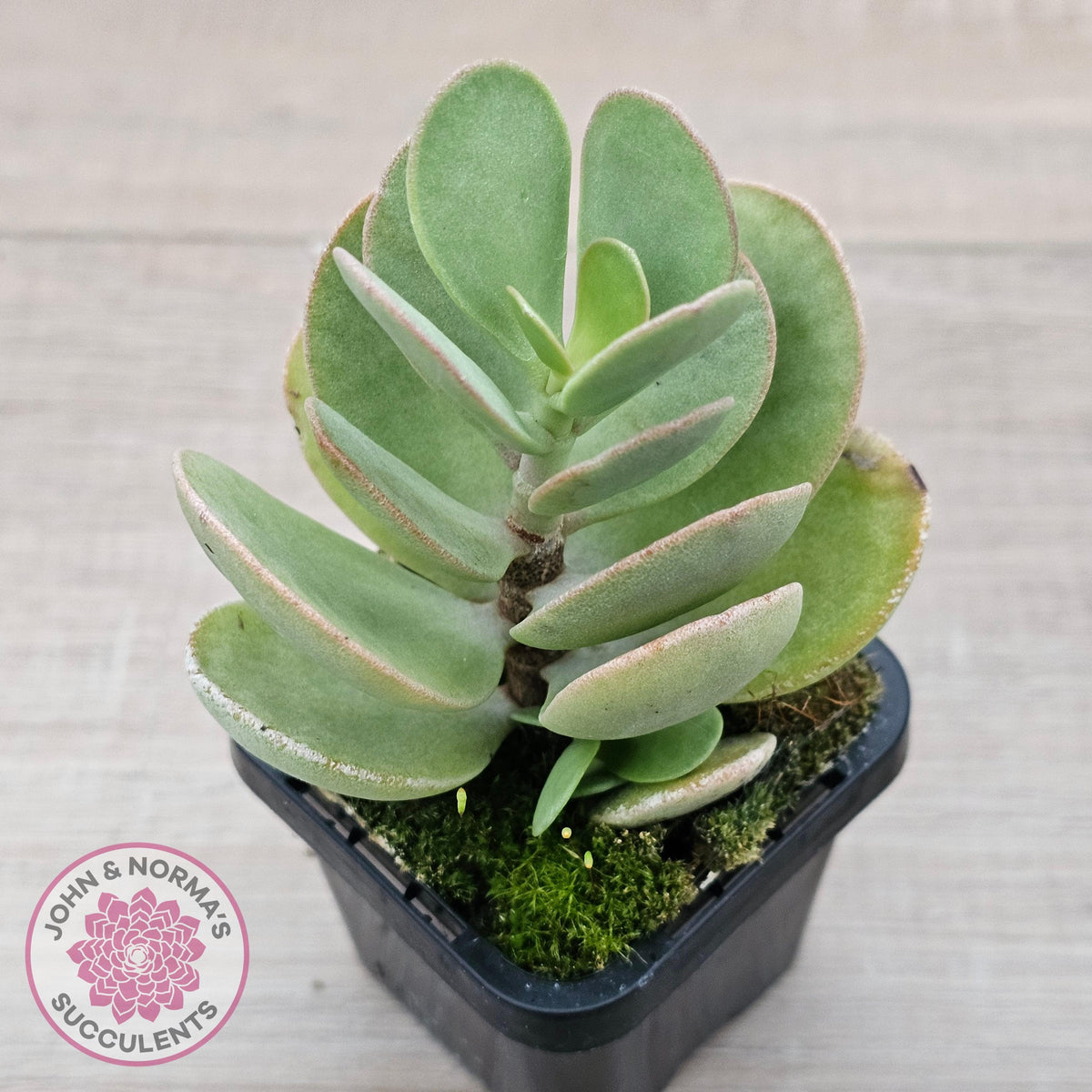 Kalanchoe farinacea