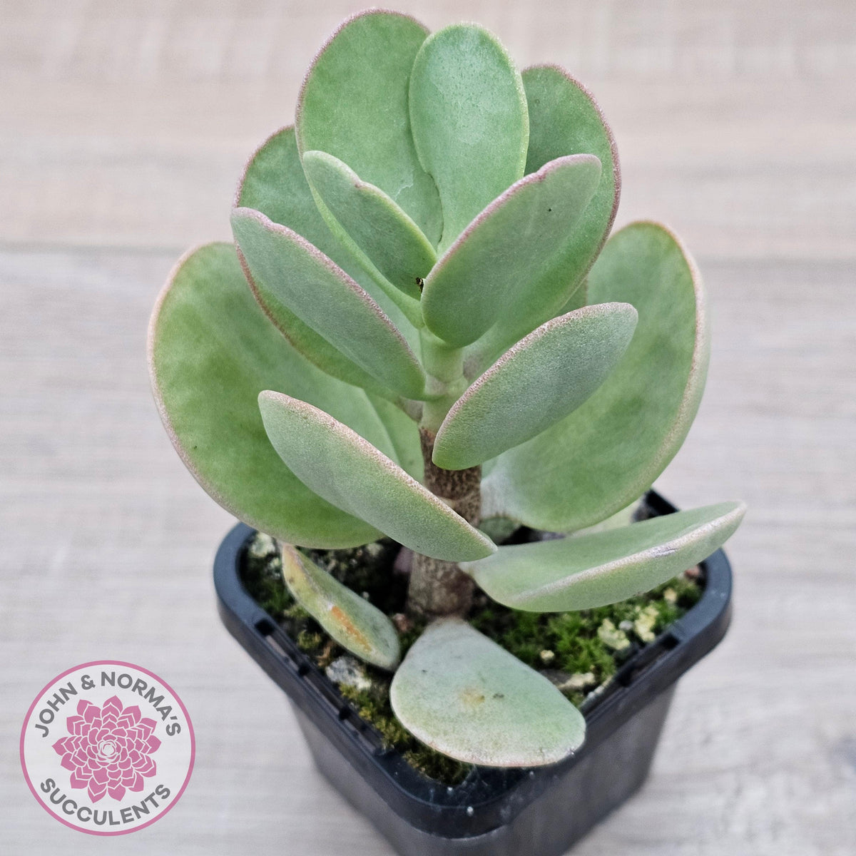 Kalanchoe farinacea