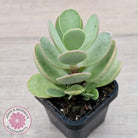 Kalanchoe farinacea