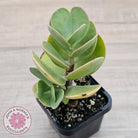 Kalanchoe farinacea