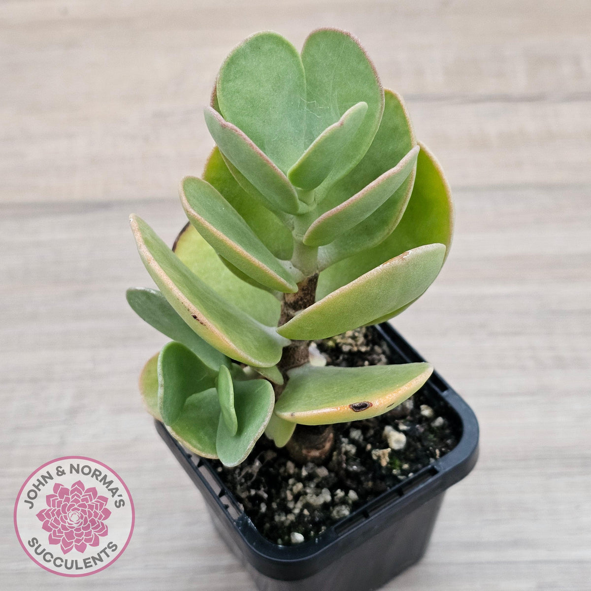 Kalanchoe farinacea