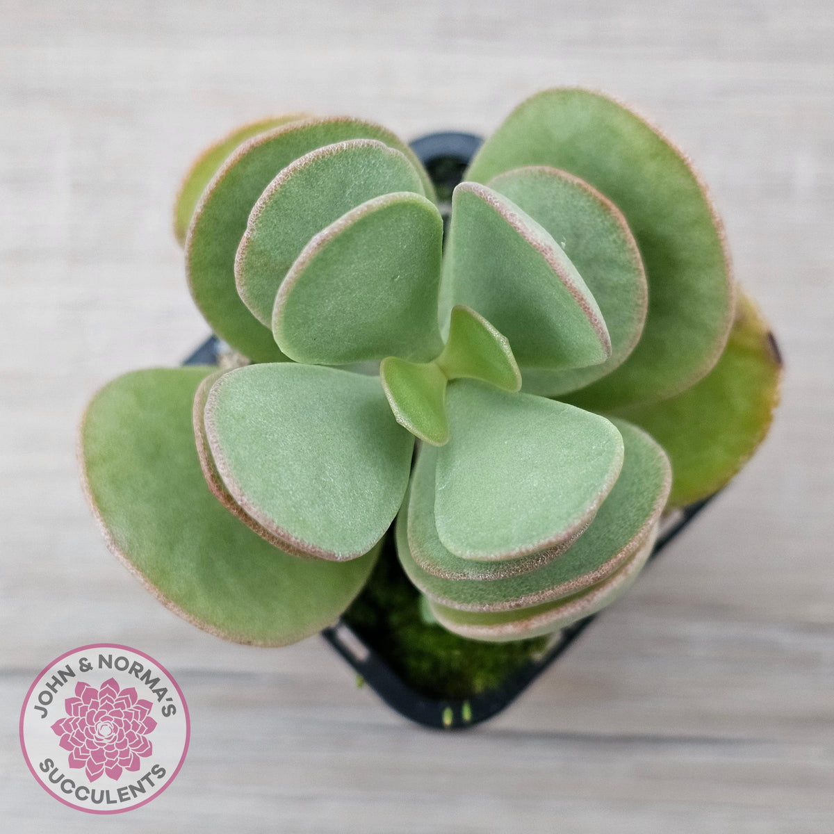 Kalanchoe farinacea