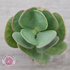 Kalanchoe farinacea