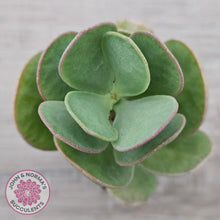 Load image into Gallery viewer, Kalanchoe farinacea - John &amp; Norma&#39;s Succulents Australia
